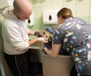 Jego właściciel poszedł się bić na wojnę on został sam [ZDJĘCIA]
