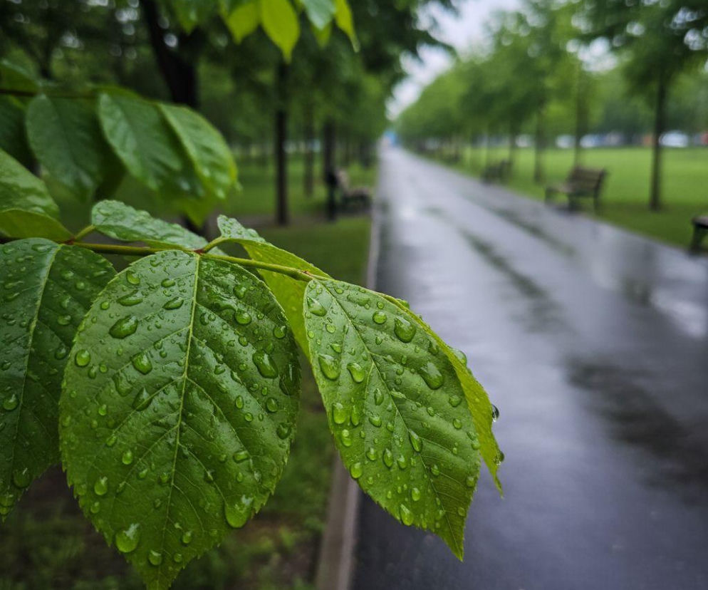 Deszczowa sobota zakłóci weekend w Poznaniu. Niedziela przyniesie poprawę pogody