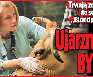 Ujarzmia byka