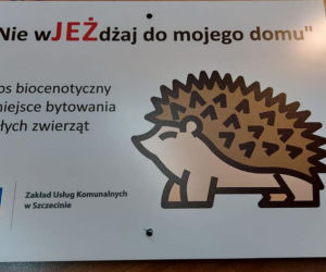 Stosy biocenotyczne w szczecińskich parkach