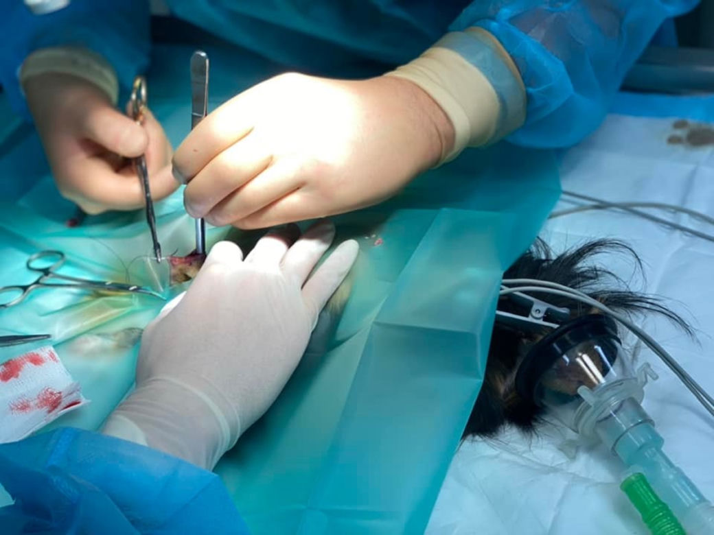 Operacja świnki morskiej z fikuśną grzywą. Janson pod skalpelem 
