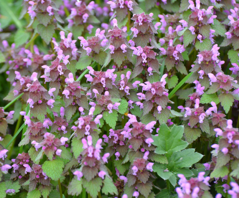 Jasnota purpurowa