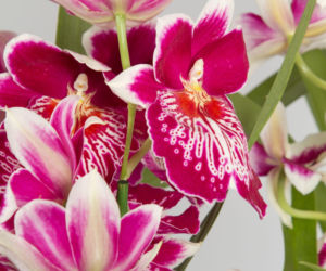 Miltonia