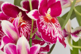 Miltonia