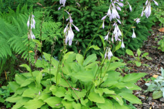 Funkia 'Lemon Lime' - Hosta hybrida 'Lemon Lime'