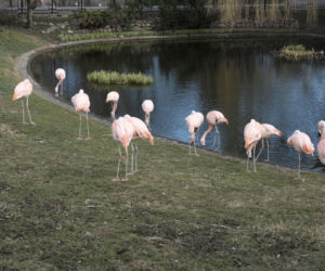 ZOO