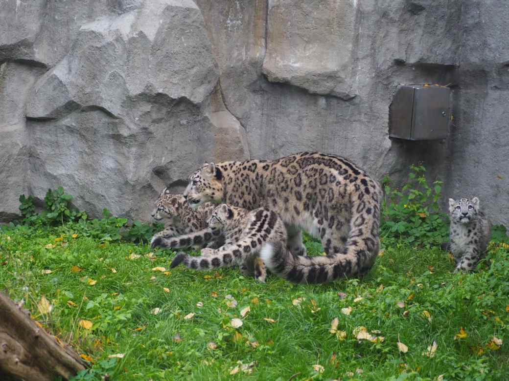 Irbisy z warszawskiego zoo. Harce młodych kotów
