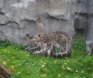 Irbisy z warszawskiego zoo. Harce młodych kotów