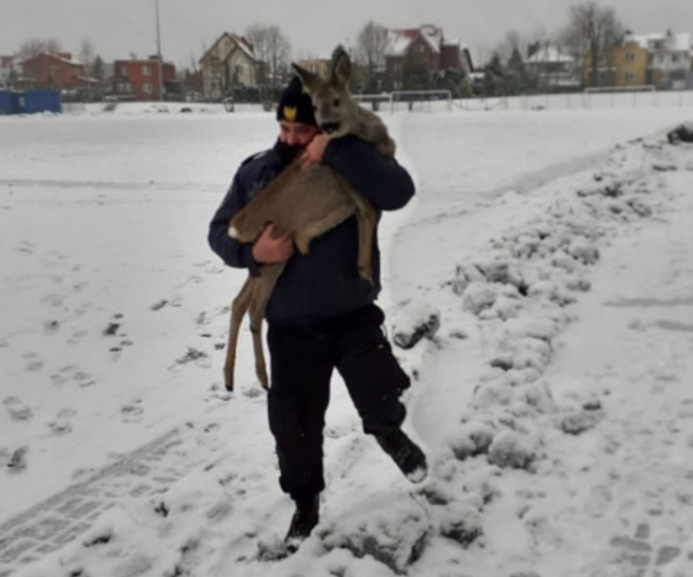 Olsztyn. Sarenka utknęła na Orliku. Pomogli strażnicy miejscy