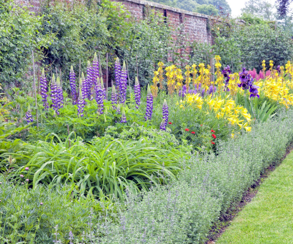 Rabata, której zazdroszczą sąsiedzi. Kwitnie non-stop