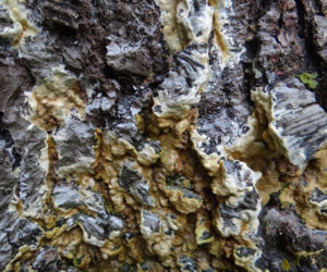 Gnilica mózgowata (Coniophora puteana)