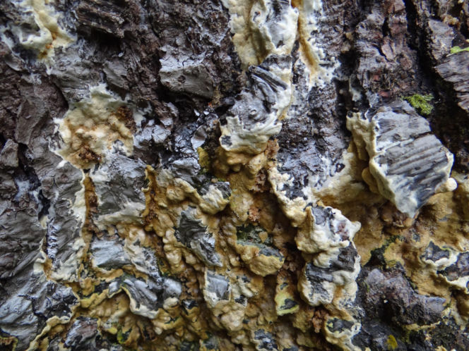 Gnilica mózgowata (Coniophora puteana)