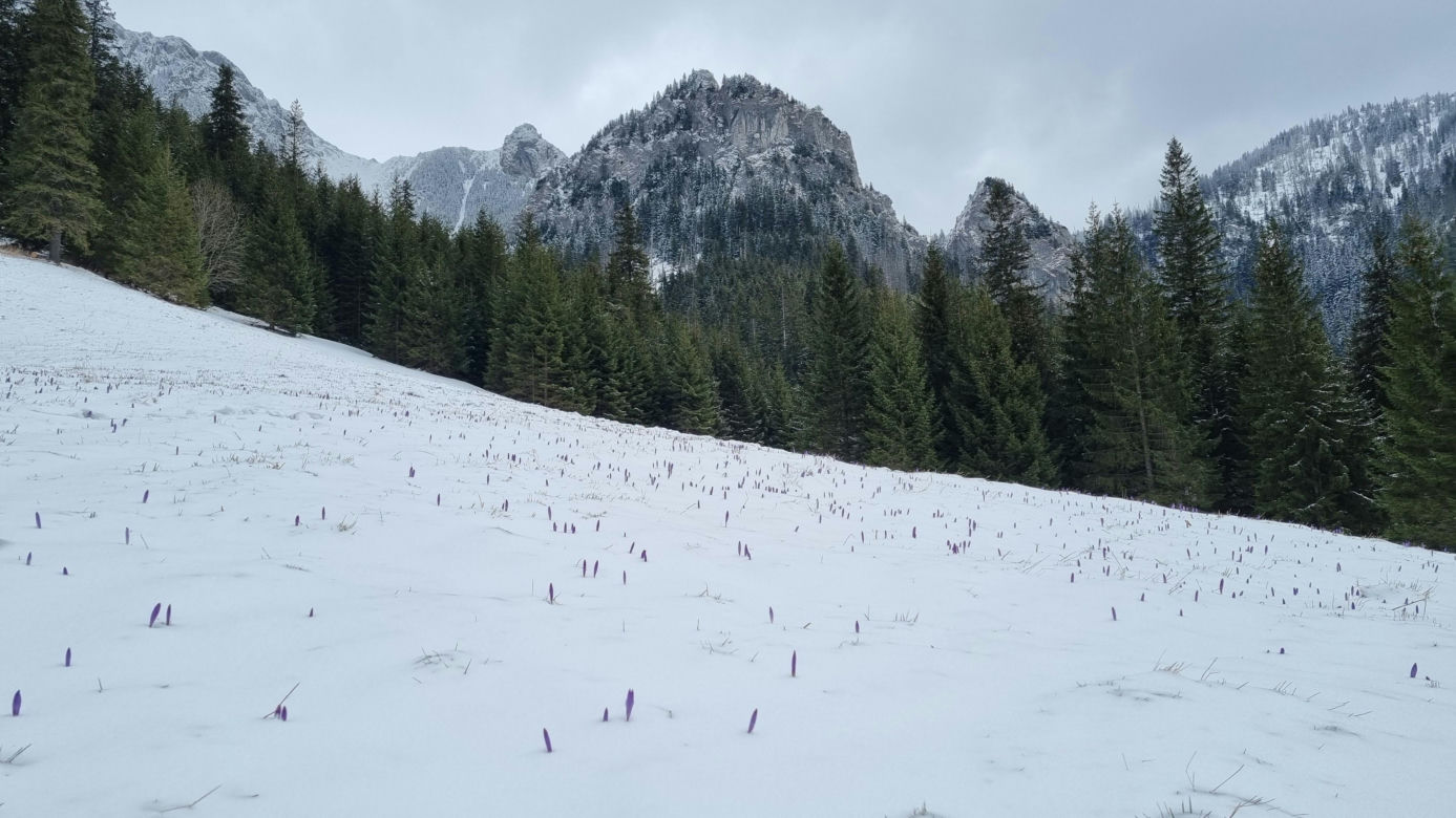 Tatry