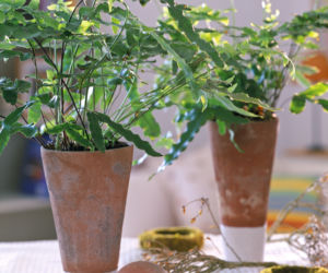 Phlebodium aureum
