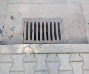 Kacza rodzina utknęła w studzience	