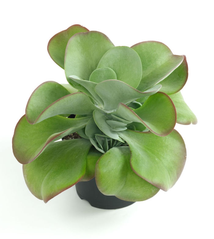 Kalanchoe wiechowate