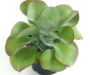 Kalanchoe wiechowate