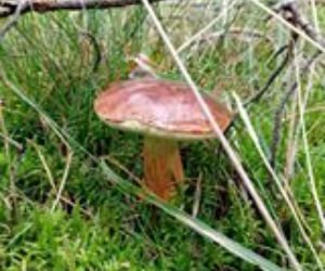 Grzybobranie 2017 w Bydgoszczy i okolicach [ZDJĘCIA CZYTELNIKÓW]
