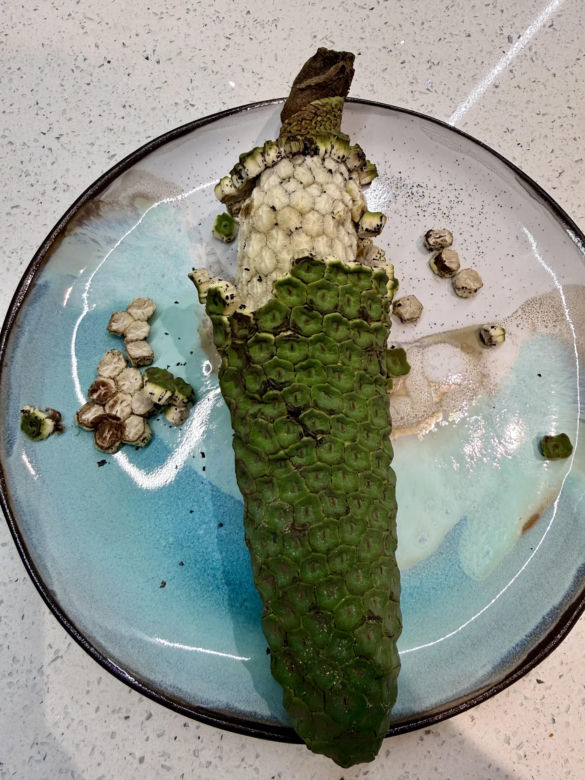Dojrzewająca monstera