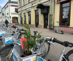 Darmowe palmy na ulicach Suwałk! Niezwykła akcja Radia ESKA