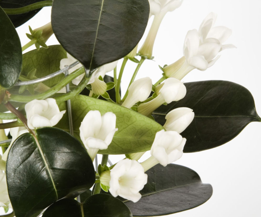 Stefanotis bukietowy: jakie ma wymagania i jak się nim opiekować?