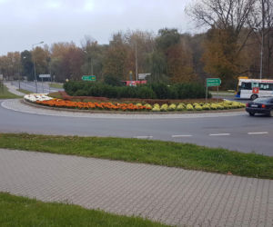 Chryzantemy ozdobiły Starachowice