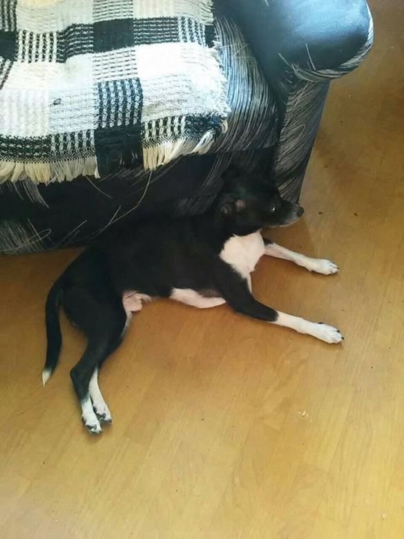 Brutus