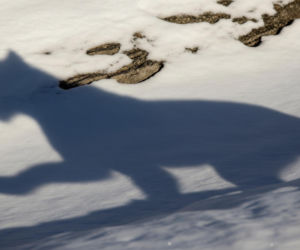 Selfie z panterą. Fatalny błąd narciarki kosztował ją zdrowie?