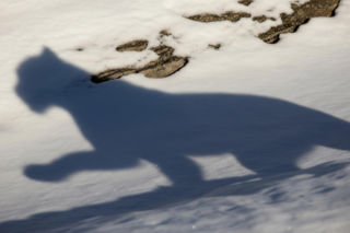 Selfie z panterą. Fatalny błąd narciarki kosztował ją zdrowie?