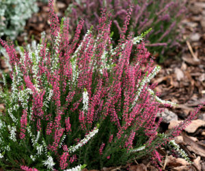 Wrzos pospolity (calluna vulgaris)