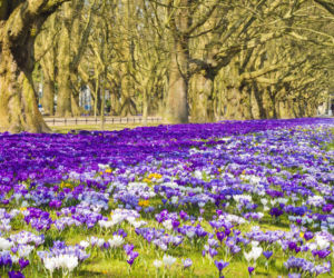 Czy to największe pole krokusów w Europie?