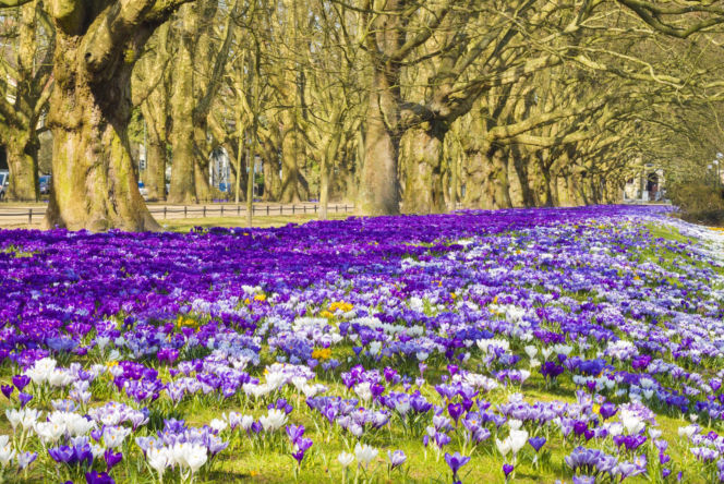 Czy to największe pole krokusów w Europie?