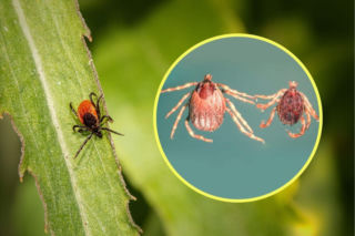 Afrykańskie kleszcze grasują w Polsce. Są większe i bardziej niebezpieczne! Jak je rozpoznać?