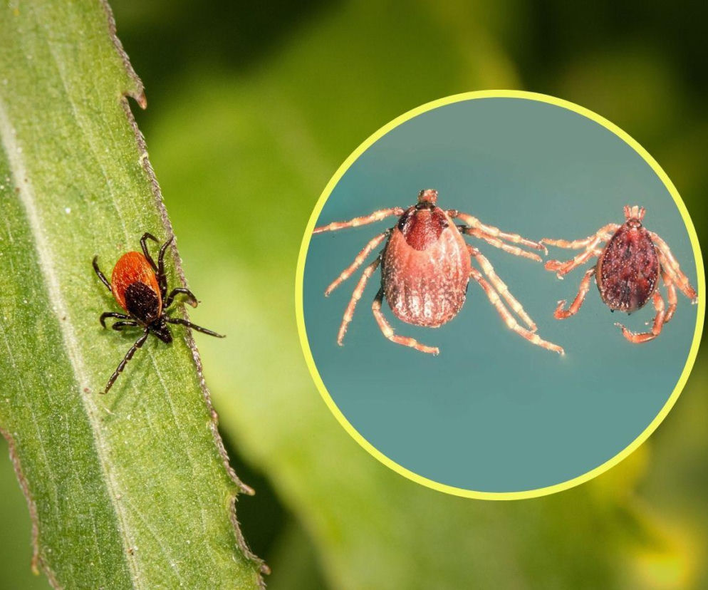 Afrykańskie kleszcze grasują w Polsce. Są większe i bardziej niebezpieczne! Jak je rozpoznać?