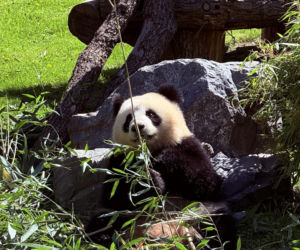 Pandy ZOO Berlin