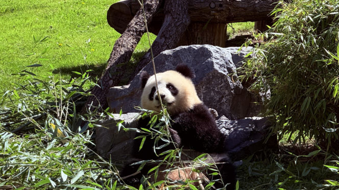 Pandy ZOO Berlin