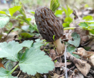 Smardze – leśna arystokracja