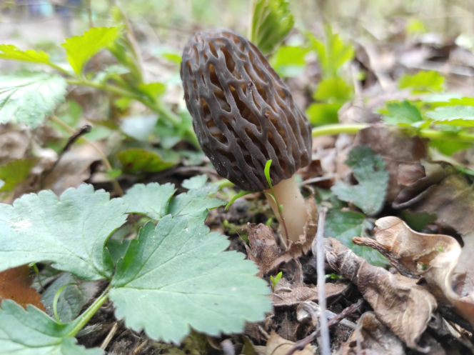 Smardze – leśna arystokracja