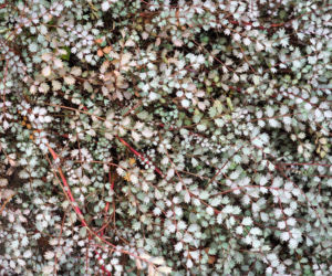 Acena Buchanana
