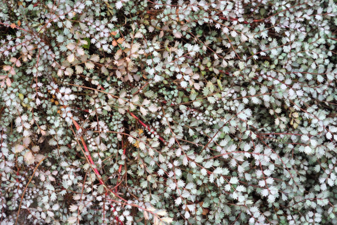 Acena Buchanana