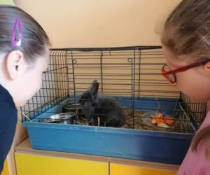 RODOTERAPIA - czyli terapia gryzoniami w Szkole Podstawowej Specjalnej nr 19 w Kaliszu