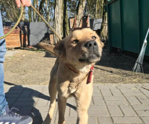 Przywiązana do drzewa i pozostawiona sama w lesie. Suczka cudem przeżyła!