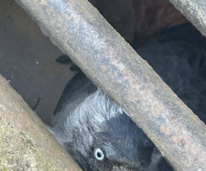 Kawka utknęła pod studzienką. Mieszkańcy i strażnicy ruszyli z pomocą