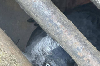 Kawka utknęła pod studzienką. Mieszkańcy i strażnicy ruszyli z pomocą