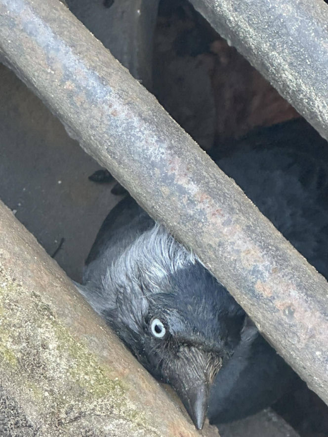 Kawka utknęła pod studzienką. Mieszkańcy i strażnicy ruszyli z pomocą