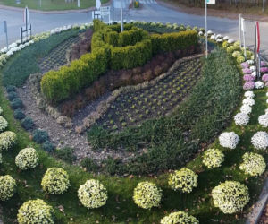 Chryzantemy ozdobiły Starachowice