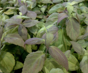 Tawuła japońska 'Macrophylla' 