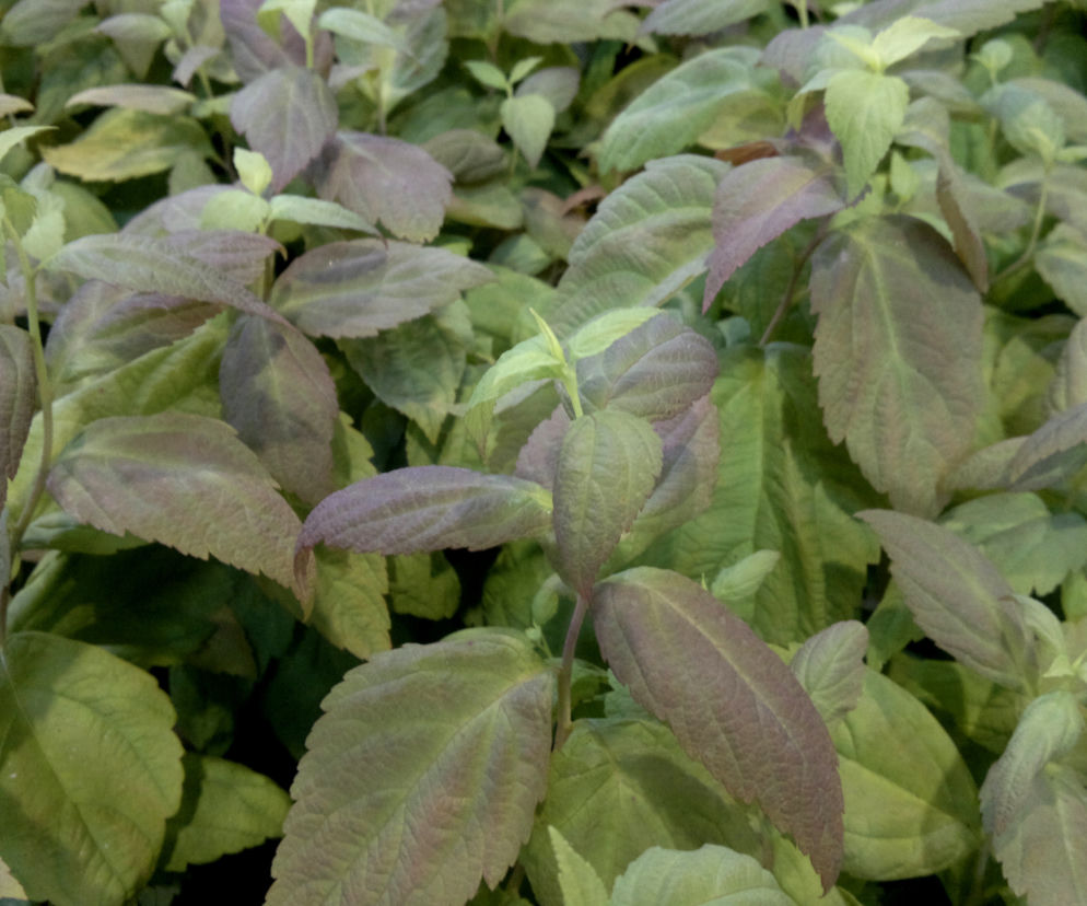 Tawuła japońska 'Macrophylla' 