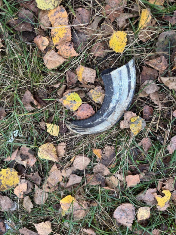 Makabryczne odkrycie w gminie Poczesna