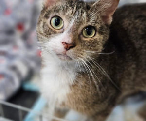 Koty ze szczecińskiego schroniska czekają na nowy dom